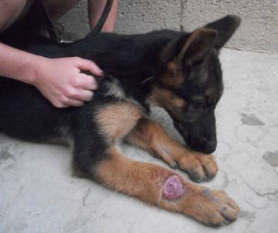 b2ap3_thumbnail_Dog-Sami-2.jpg