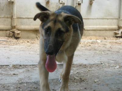 b2ap3_thumbnail_Ringo-Dog-2.jpg