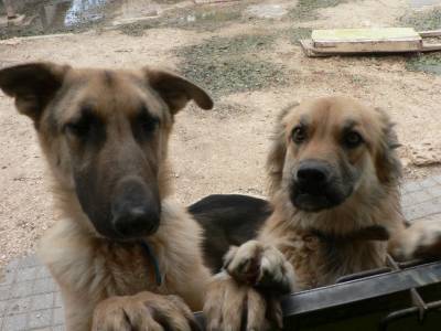 b2ap3_thumbnail_Ringo-Dog.jpg b2ap3_thumbnail_Ringo-Dog.jpg